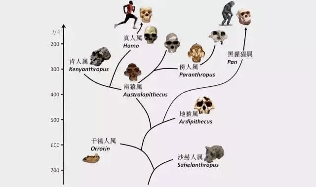 新澳最新最快资料新澳85期,动态调整策略执行_C版82.186