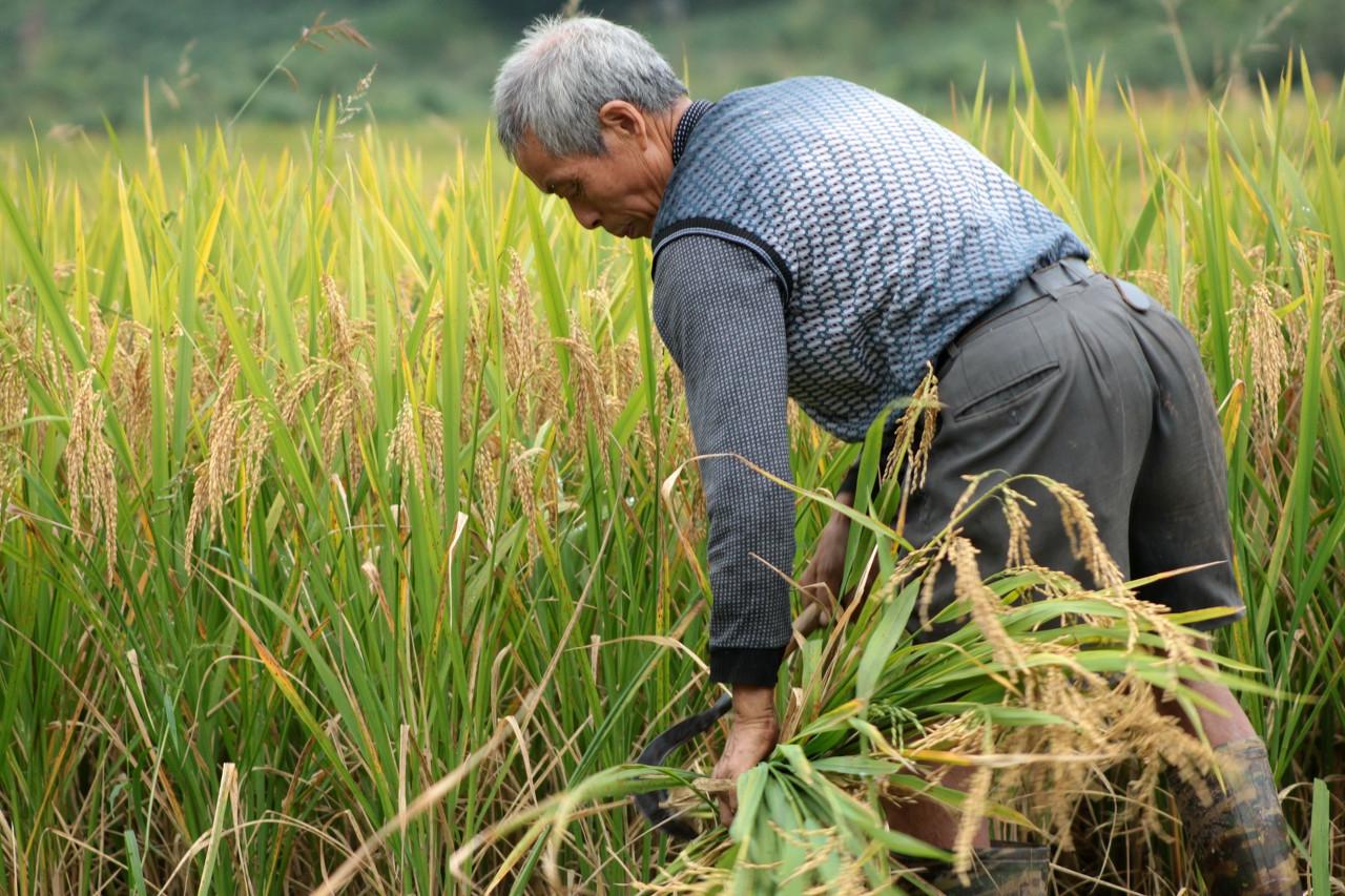 朝阳谷子价格行情最新分析