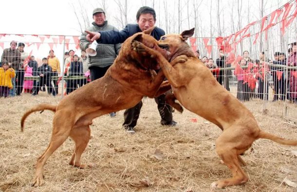 潮汕土狗斗狗，传统与现代激情碰撞的视频揭秘